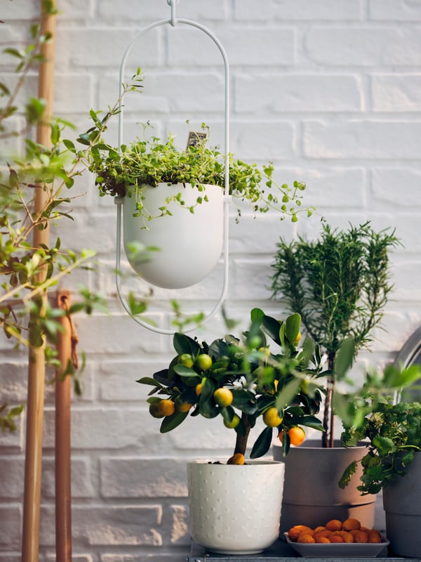 Un ensemble de plantes comprenant une jardinière suspendue CHILISTRÅN blanche et un cache-pot SESAMFRÖN blanc cassé devant un mur carrelé blanc.