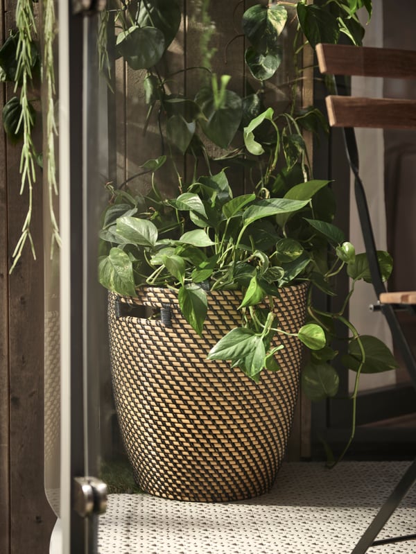 A Golden Pothos assorted EPIPREMNUM hanging plant