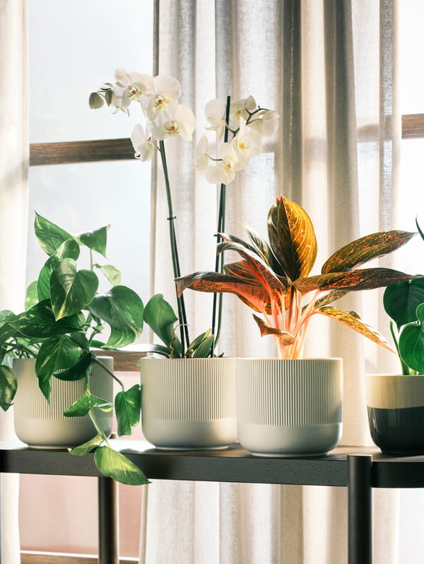 Houseplants in GRADVIS and SAGOGRYN plant pots sit on a black shelving unit against a curtained window. Light streams in the room.