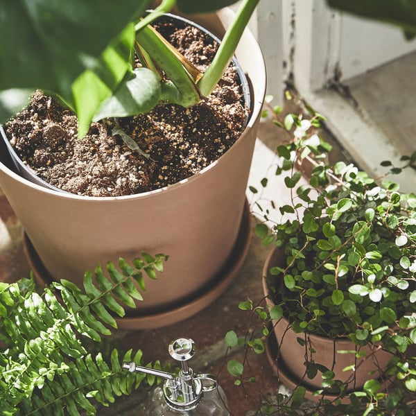 Shown from above are two terracotta pots with two different green plants. The sun is shining outdoors.