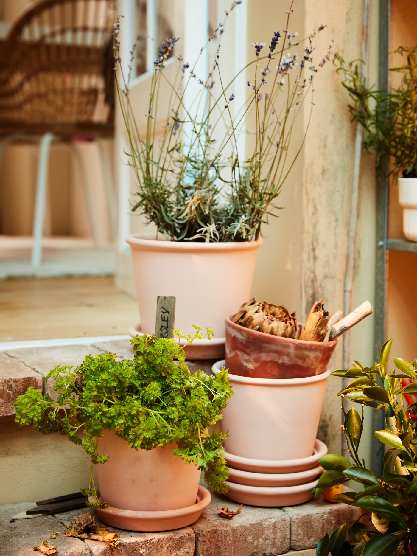 Outside on a stone staircase are three plant pots in pale pink filled with herbs such as parsley and lavender.