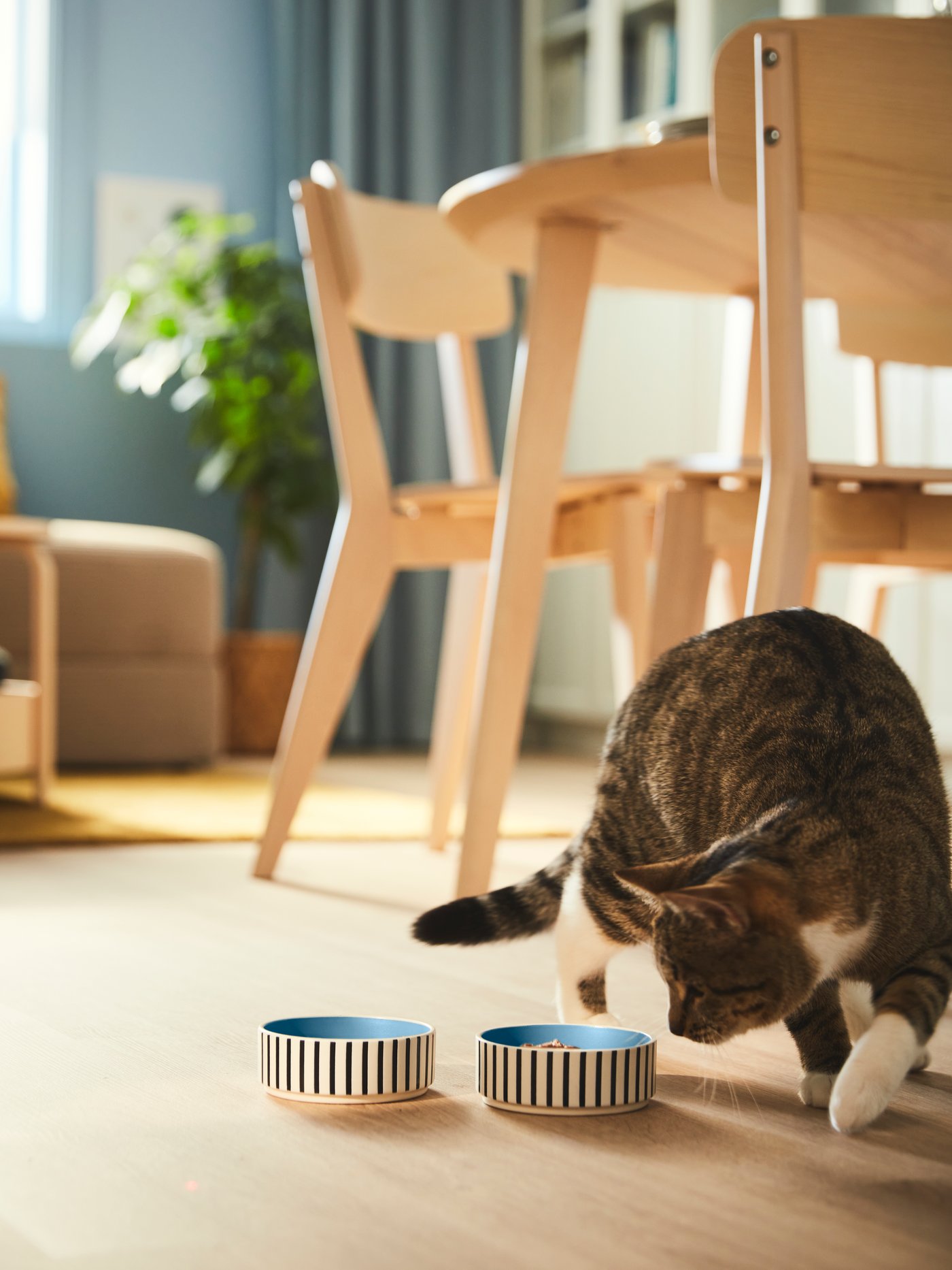 Cat eating from cat food bowl.
