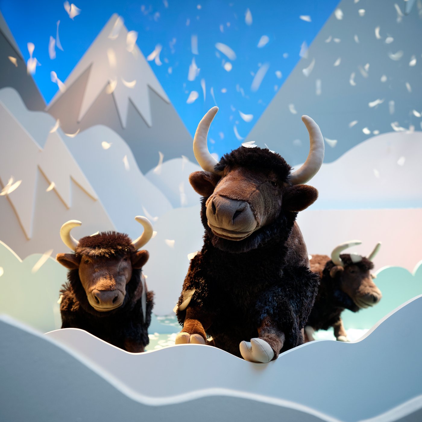 Tre lurviga jakar med horn vandrar genom ett snöigt bergslandskap under en klarblå himmel.