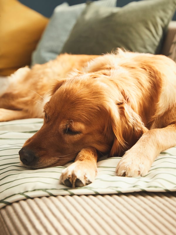 Eine grüne UTSÅDD-Haustierdecke auf der ein Hund schläft