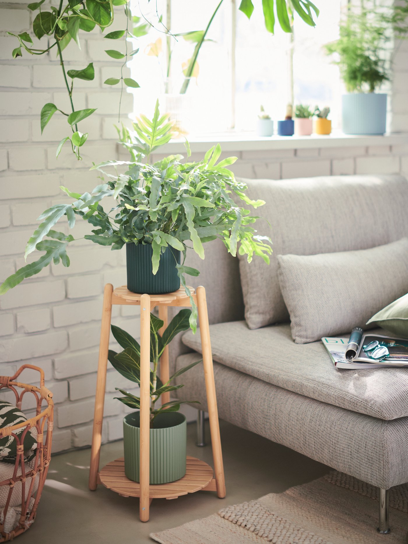 Plante d’intérieur verte sur un support en bois à côté d’un canapé clair. Un élément décoratif apportant fraîcheur et naturel.