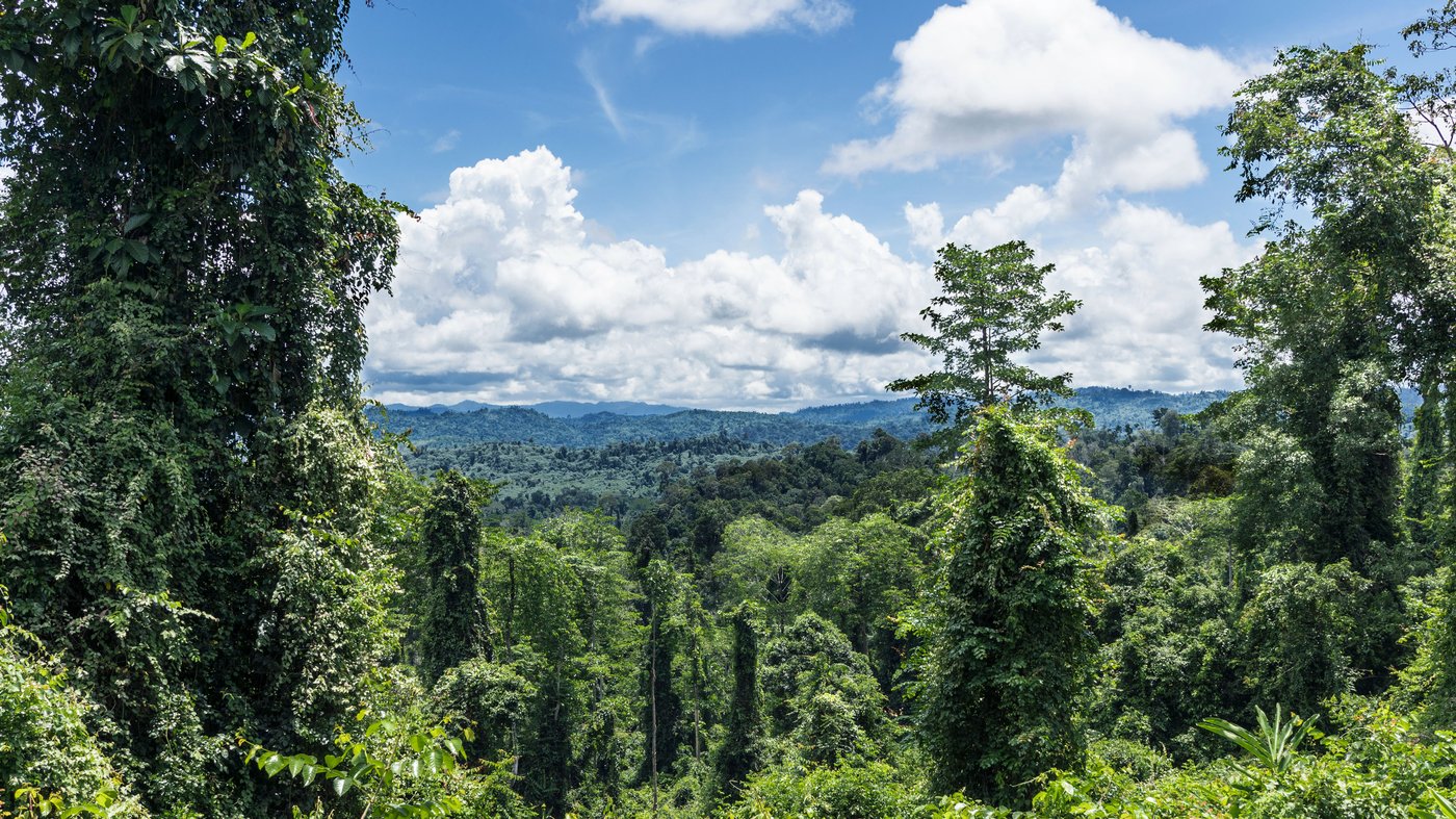 Bujno šumsko prostranstvo pruža se unedogled pod vedrim plavim nebom po kom su raštrkani vunasti beli oblaci.