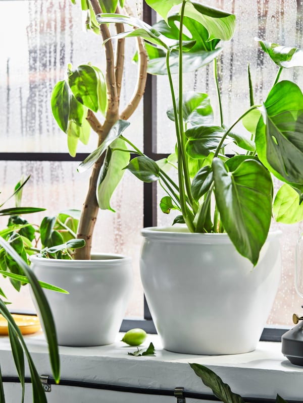 Two white AMBRARÖNN plant pots of different sizes containing leafy potted plants stand on a windowsill.