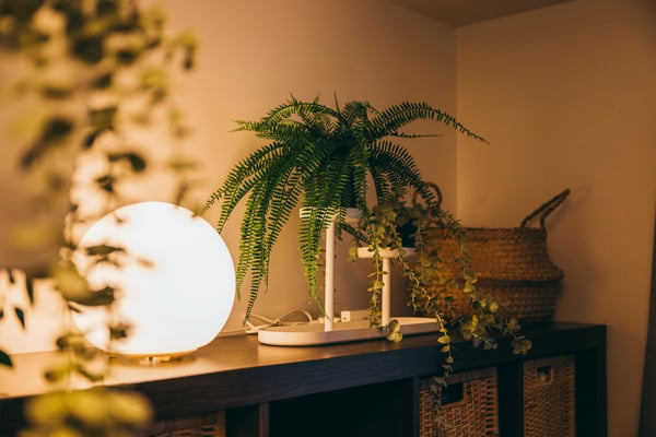 FADOテーブルランプが観葉植物の横に置かれている。