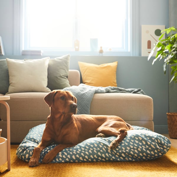 A dog resting in an IKEA UTSÅDD grey dog bed.