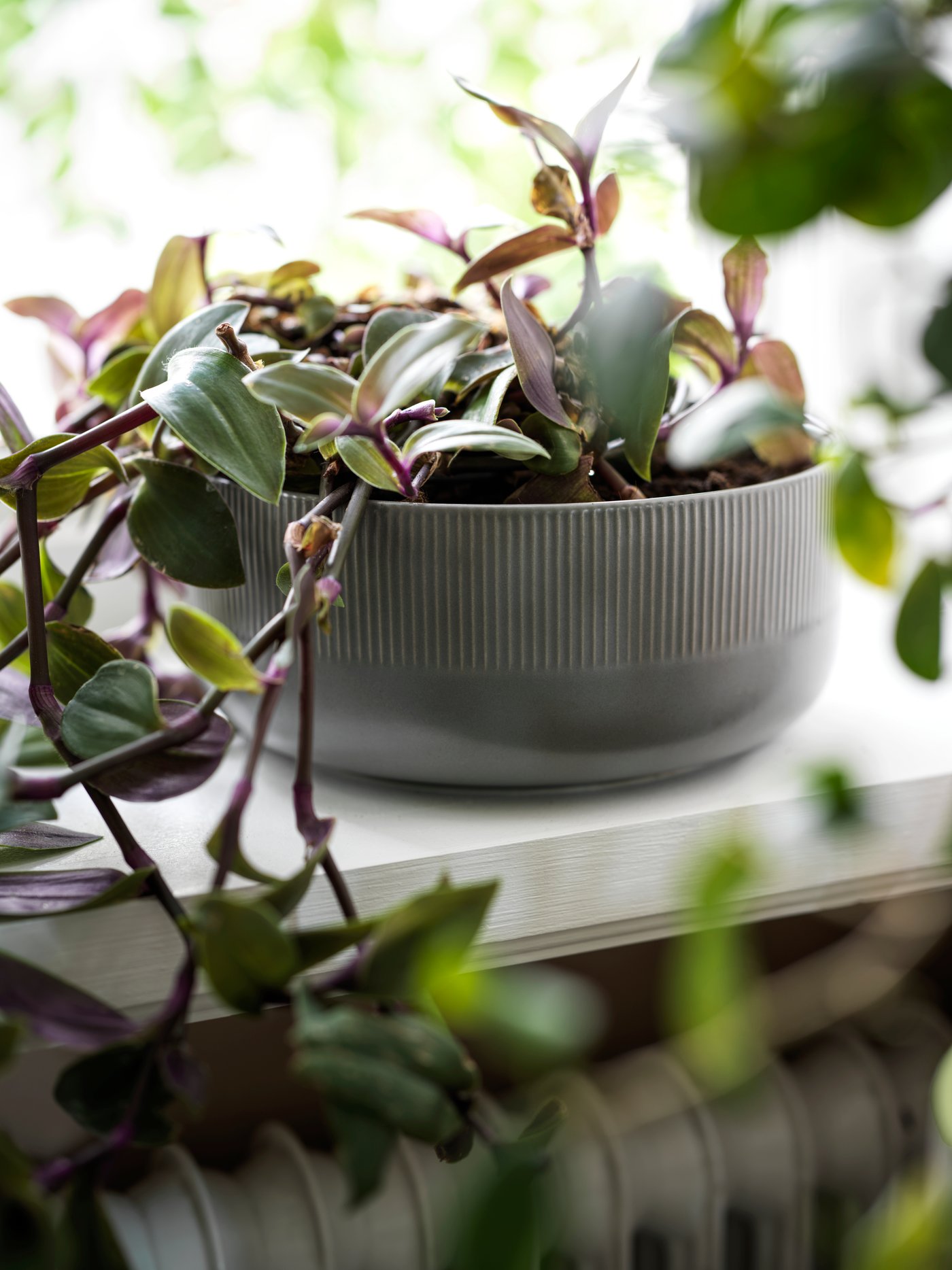 A low, round GRADVIS ceramic plant pot in grey with hanging foliage sits on a window sill. Light streams in through the room.