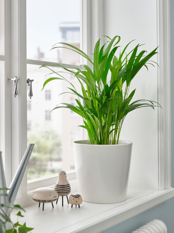 An Areca palm DYPSIS LUTESCENS potted plant