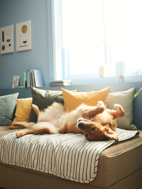 Dog lying on a pet mat.