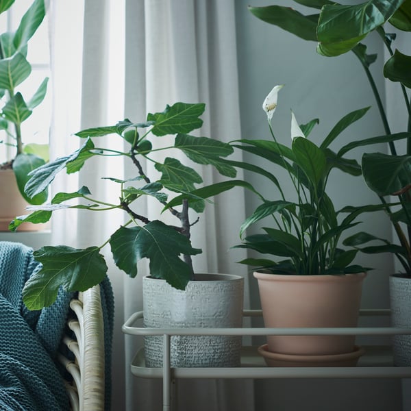 Peace lily sat on a plant stand near a window