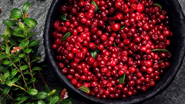 A black bucket full of freshly picked lingonberries standing outside on rock beside a lingonberry bush.