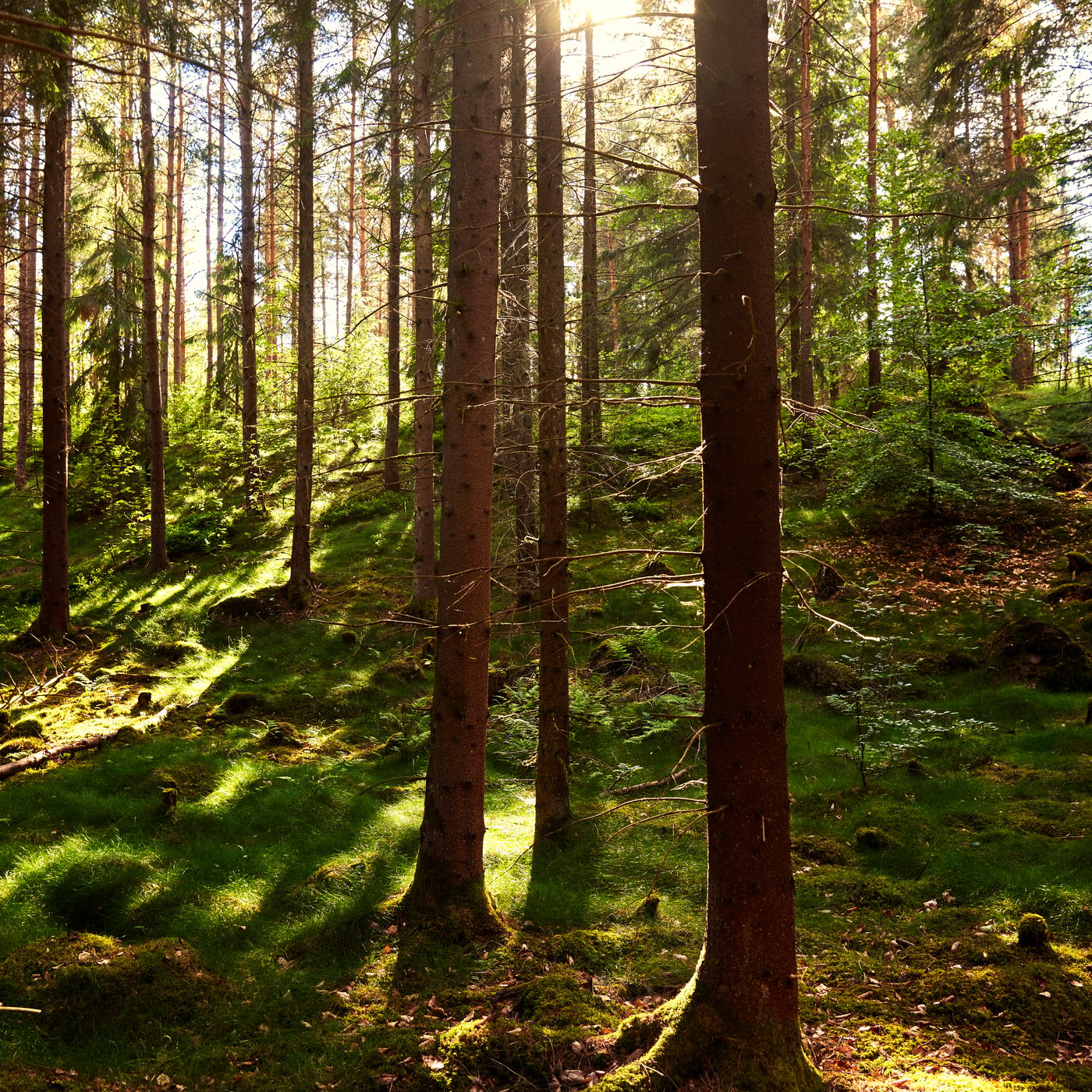 Forest