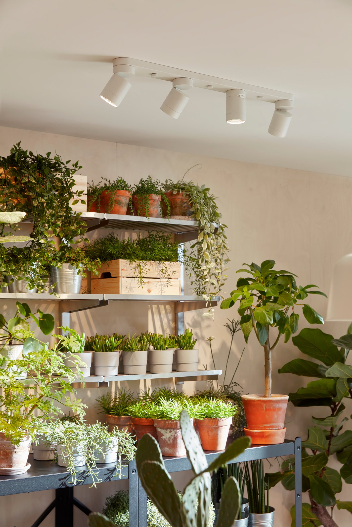 Wall shelves with pottery and plants in a garage.