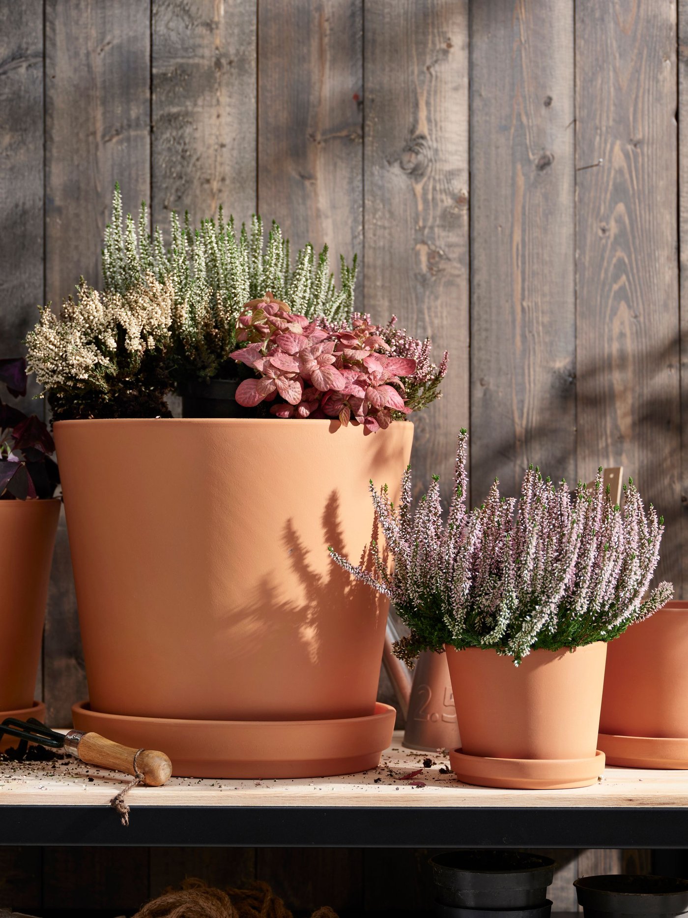 A heather/assorted colours CALLUNA potted plant outside