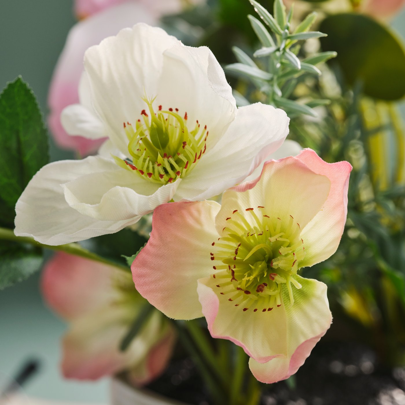 Ljusa blommor med gröna mittpartier blommar mot en mjukt suddig bakgrund.