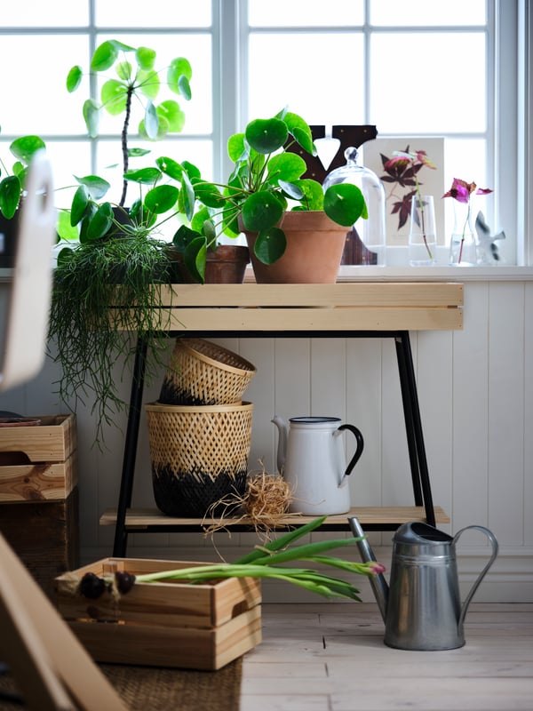 A pine-and-black VANILJSTÅNG plant stand beneath a window holds gardening accessories and several sprouting plant pots.