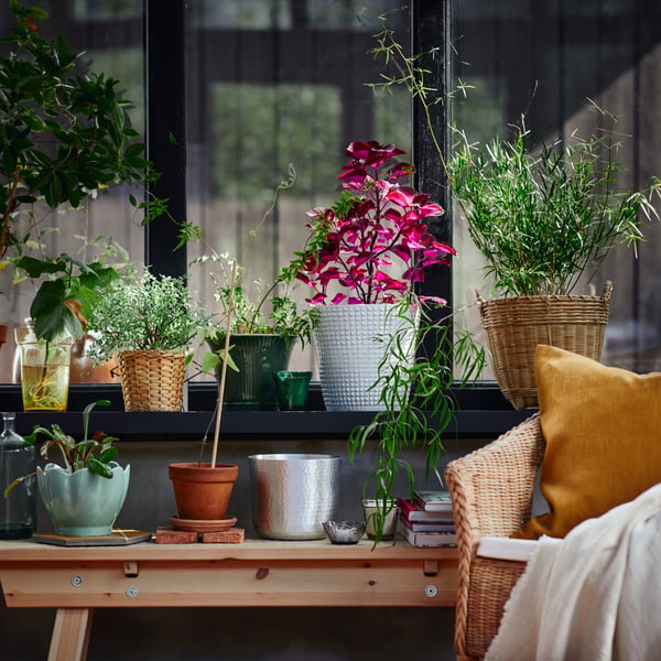 Escritorio como base de plantas con maceteros sobre estas.
