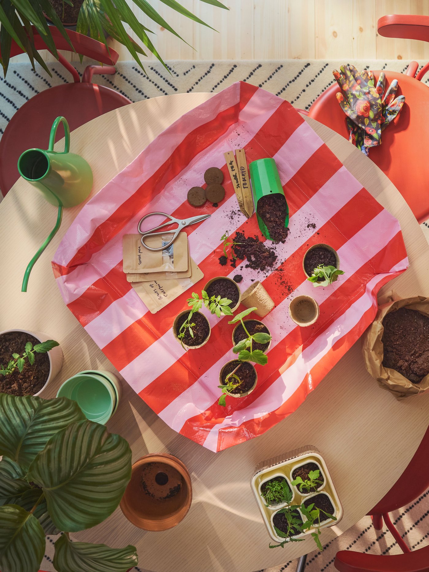 Perspective from above DOFTRIPS planting accessries on a table 