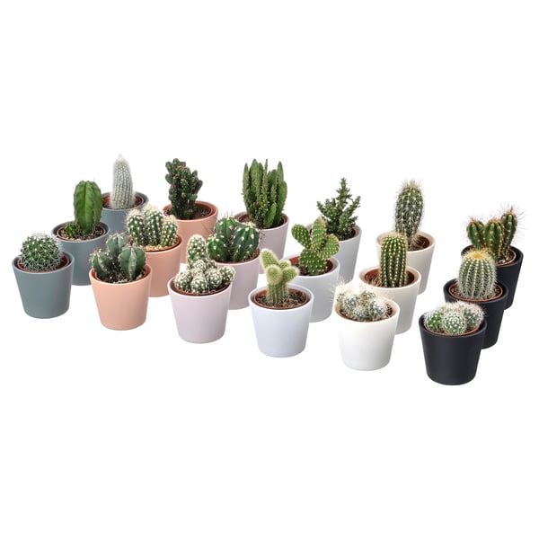 Assorted cacti in various colourful pots, each uniquely shaped and spined, arranged together on a glass base.