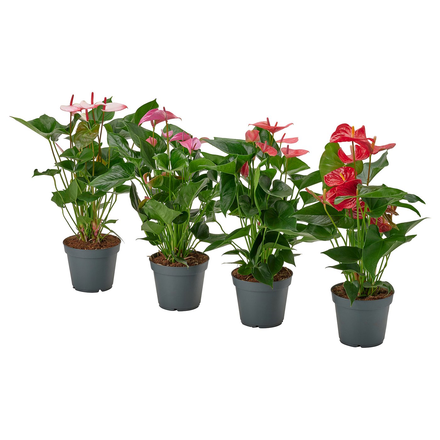 ANTHURIUM Krukväxt, Flamingoblomma mixade färger, 17 cm