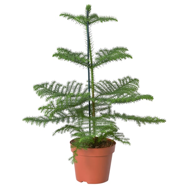 ARAUCARIA Krukväxt, Rumsgran, 17 cm