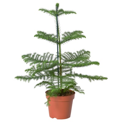 ARAUCARIA Krukväxt, Rumsgran, 17 cm