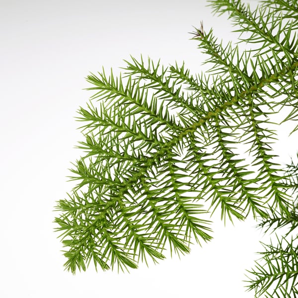 ARAUCARIA Krukväxt, Rumsgran, 17 cm