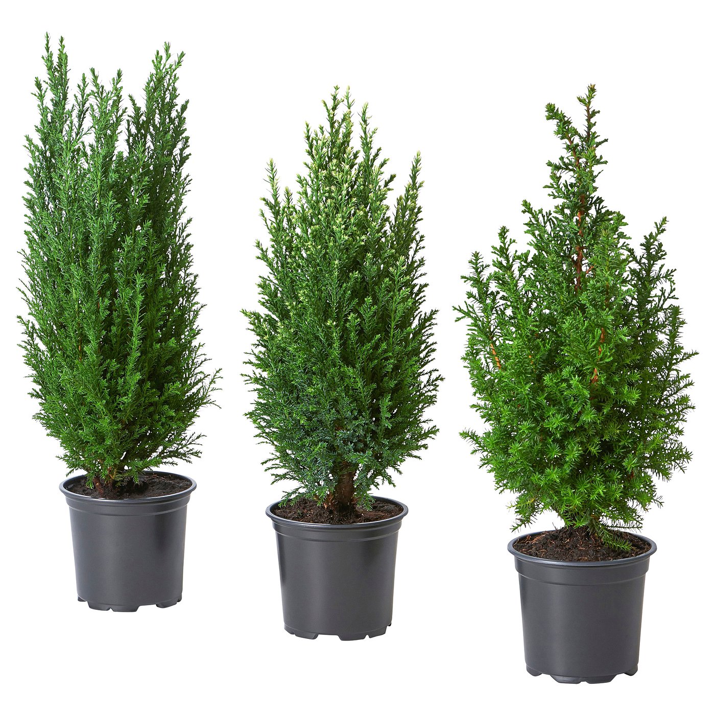 CHAMAECYPARIS Krukväxt, Cypress olika arter, 10.5 cm