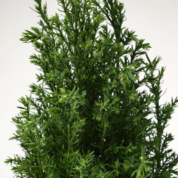 CHAMAECYPARIS Krukväxt, Cypress olika arter, 10.5 cm