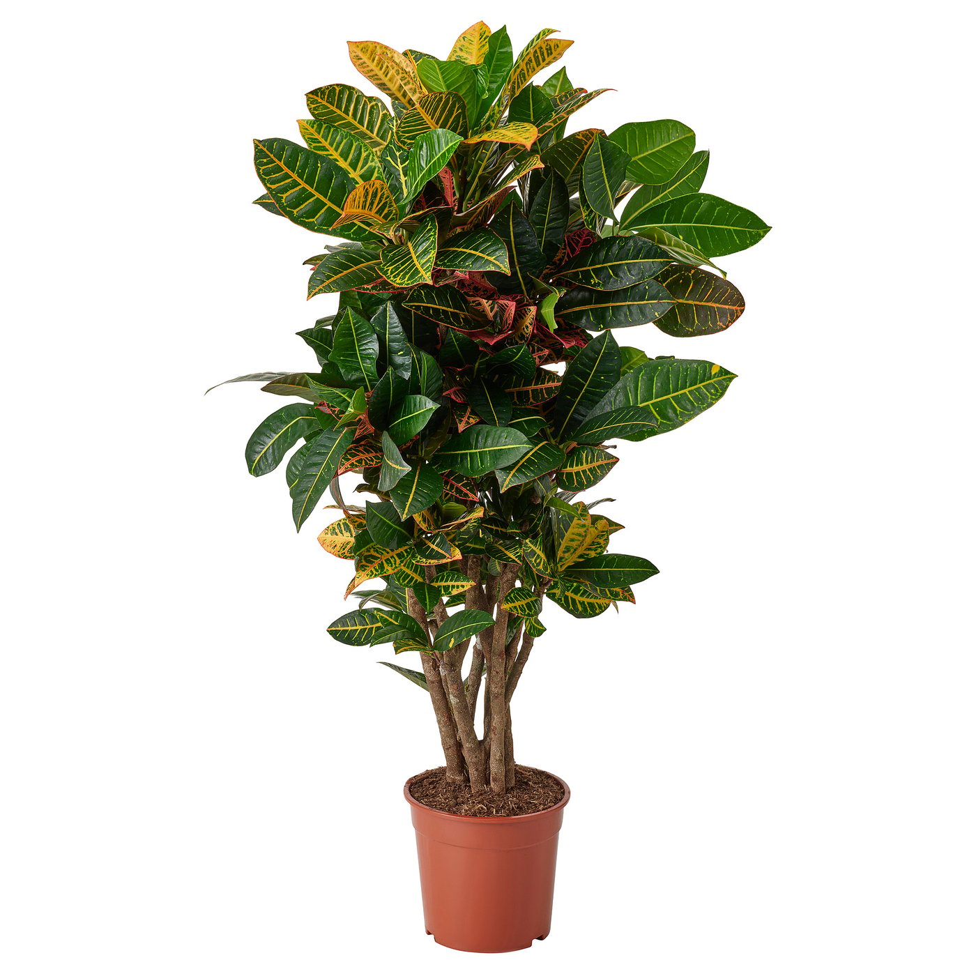 CODIAEUM Krukväxt, Kroton, 24 cm