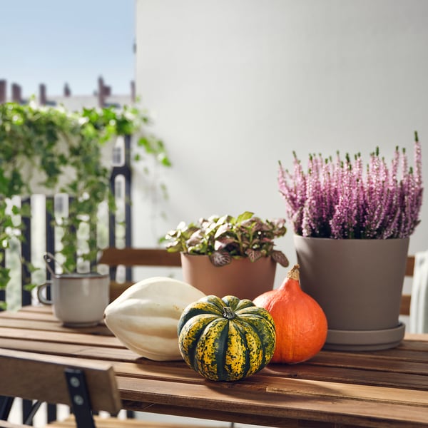 CUCURBITA Dekorationspumpa, olika arter