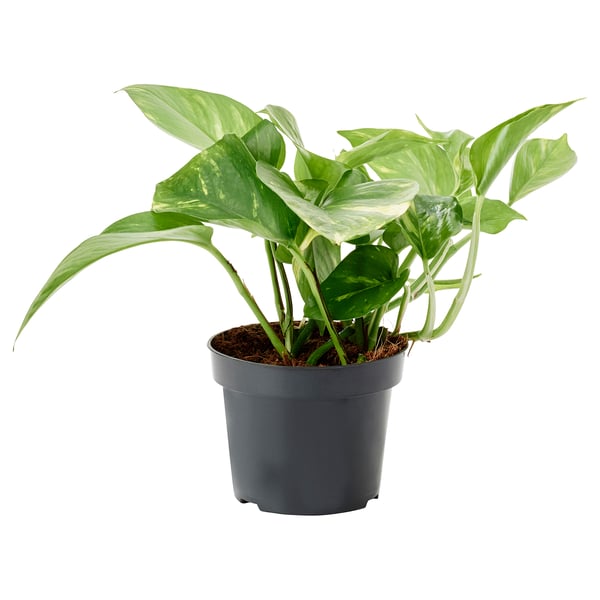 Grå krukväxt med EPIPREMNUM och gröna blad.