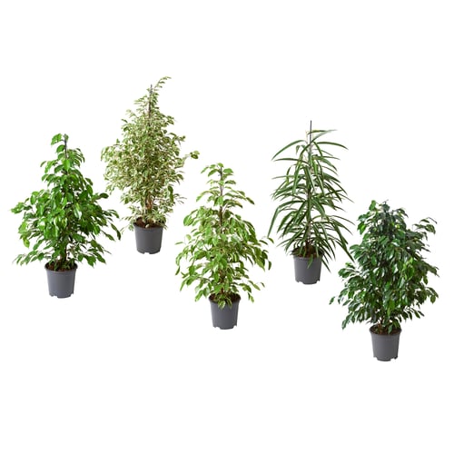 Fem FICUS-växter i kruka, frodigt gröna, i svarta plastkrukor, prydligt arrangerade på rad.