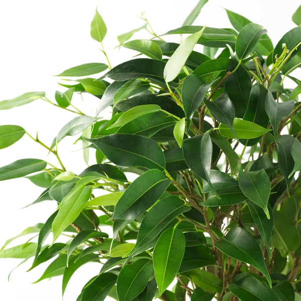 Vibrerande gröna FICUS-blad fyller ramen, frodiga och friska, vilket betyder växt av hög kvalitet.