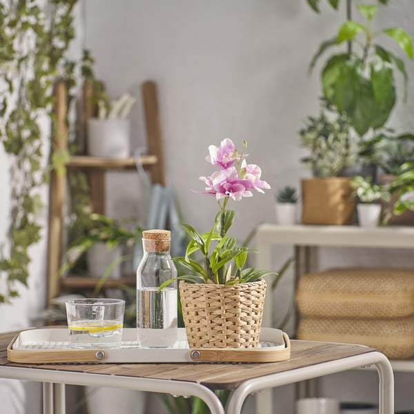 FRIDFULL Kruka, vattenhyacint, 12 cm