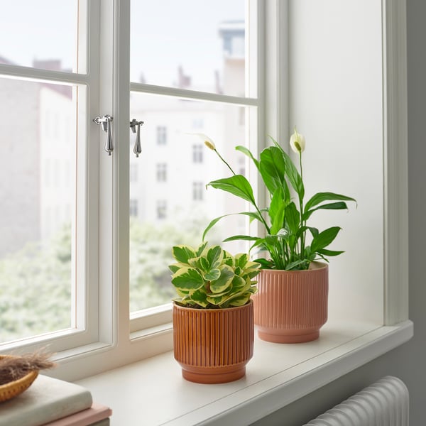 Två växter i texturerade krukor på vit fönsterbräda: hög grön med vita blommor och grön/gul bladväxt, med en vit byggnadsvy.