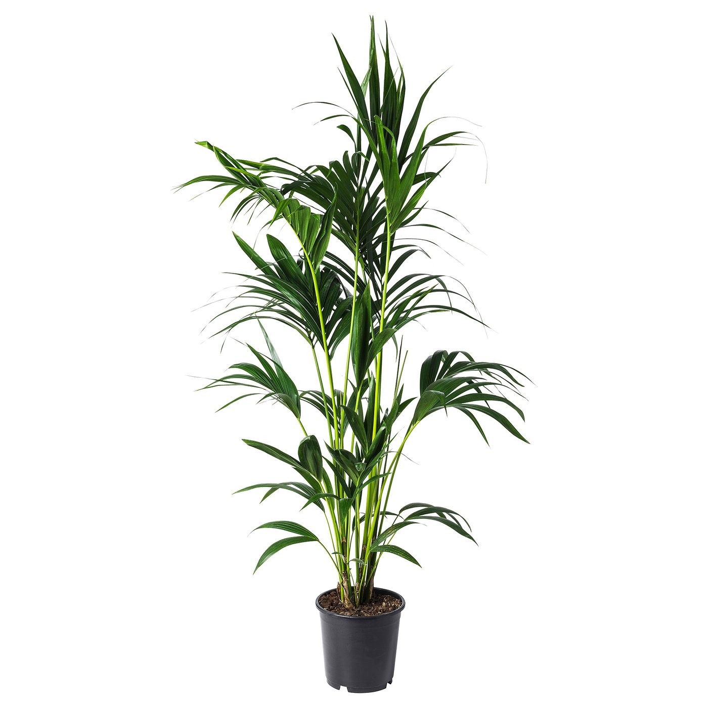 En livfull grön HOWEA FORSTERIANA-växt i kruka i en svart plastbehållare. Växten har långa, smala blad som växer uppåt.