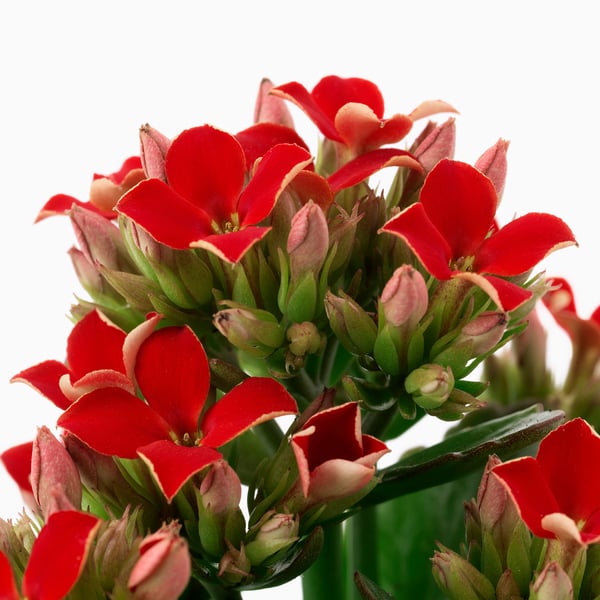KALANCHOE Krukväxt, Höstglöd blandade färger, 6 cm