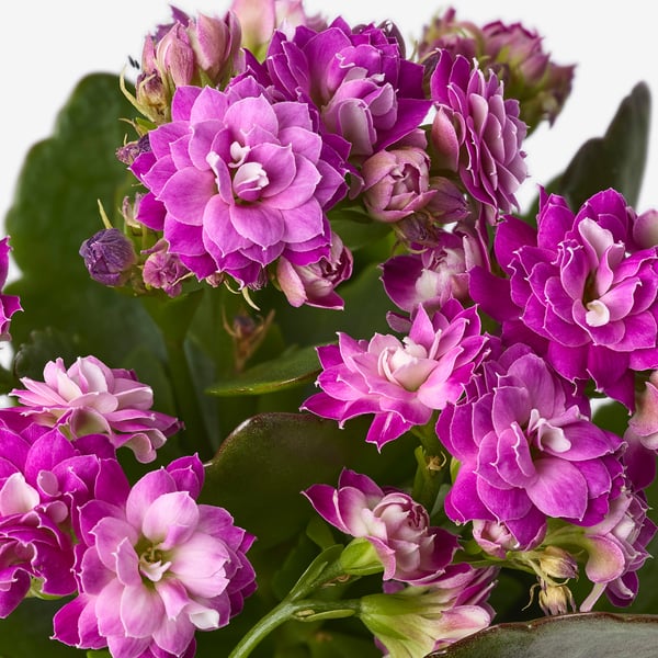 KALANCHOE Krukväxt, Höstglöd blandade färger, 6 cm