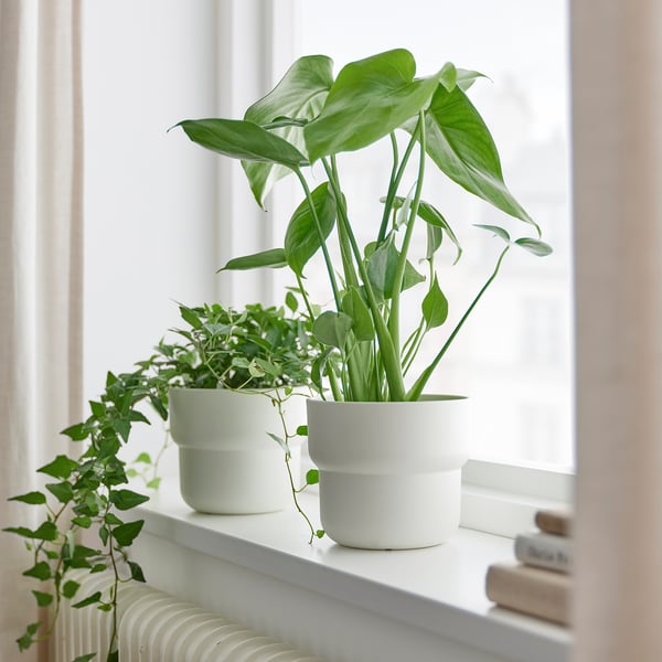 Två krukväxter av MONSTERA DELICIOSA på en fönsterbräda, frodiga gröna blad, vita krukor, mindre än närliggande böcker.