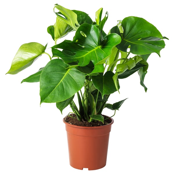 Krukväxt MONSTERA med stora blad.