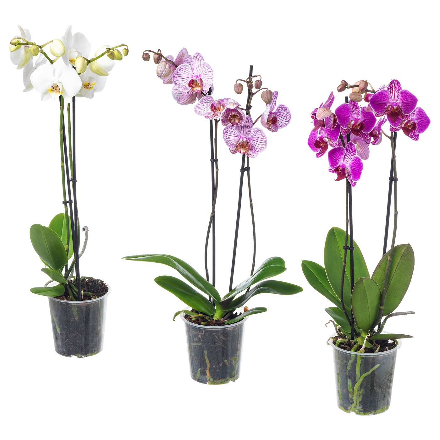 Tre krukväxter i vitt, rosa och lila, var och en med gröna blad i plastkrukor.