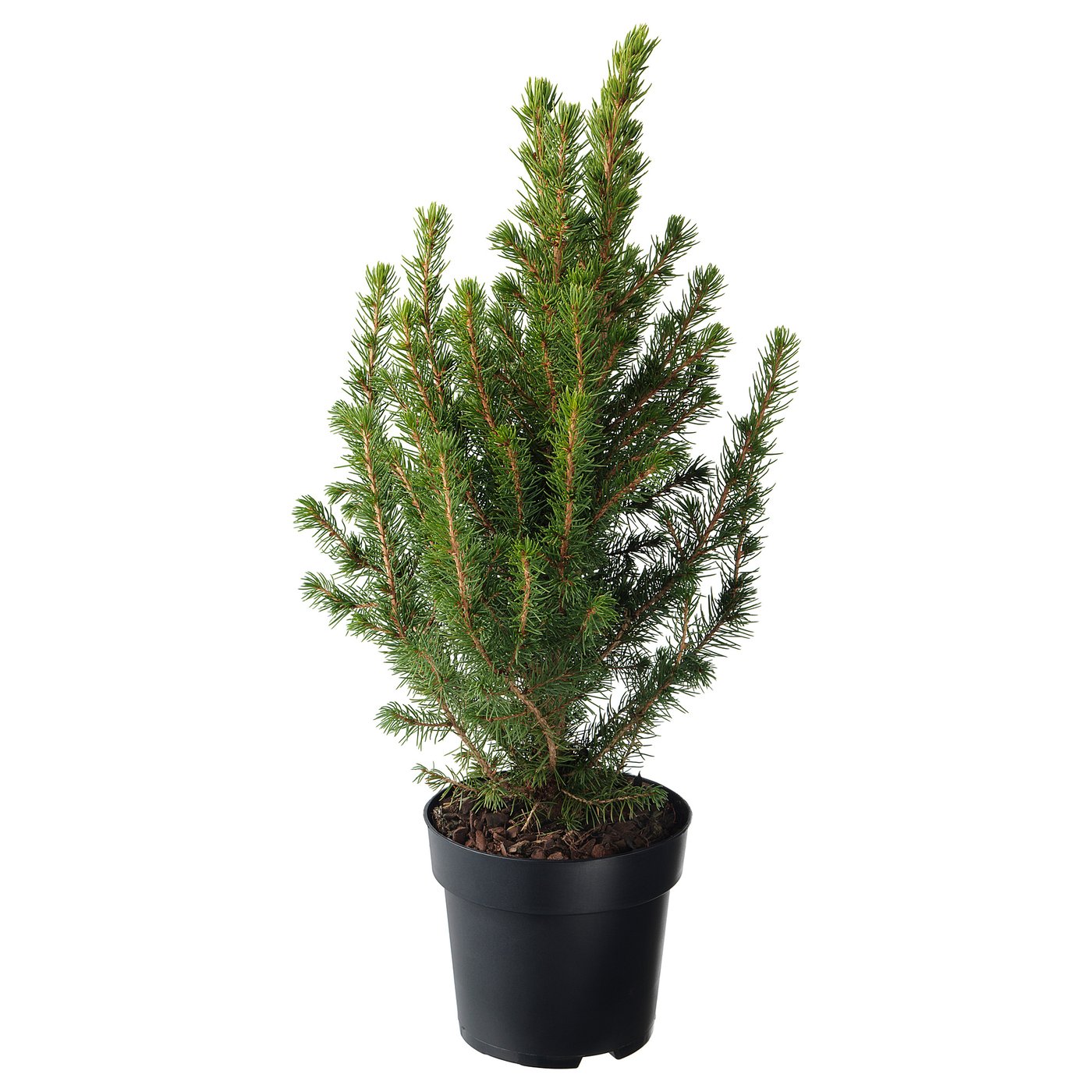 PICEA GLAUCA CONICA Krukväxt, Sockertoppsgran, 15 cm