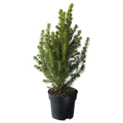 PICEA GLAUCA CONICA Krukväxt, Sockertoppsgran, 15 cm