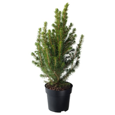 PICEA GLAUCA CONICA Krukväxt, Sockertoppsgran, 15 cm