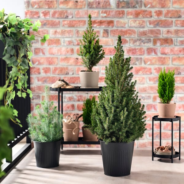 PICEA GLAUCA CONICA Krukväxt, Sockertoppsgran, 23 cm