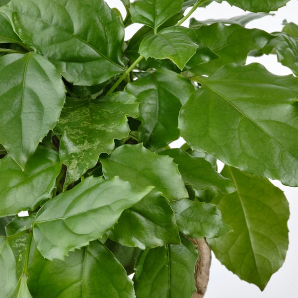 Stora gröna blad på en frisk inomhusväxt. Bladen ser fräscha, livfulla och lätt glansiga ut.